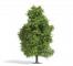 decors Busch Tremble printemps 150mm decors Busch Tremble printemps 150mm