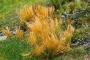 decors Faller Roseaux decors Faller Roseaux