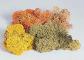decors PIKO LICHENS 4 COULEURS 48G decors PIKO LICHENS 4 COULEURS 48G